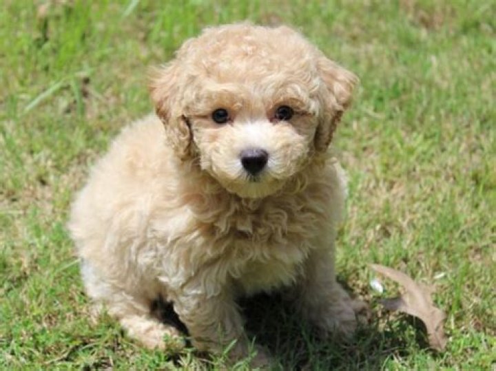Are Bichon Poos good dogs?