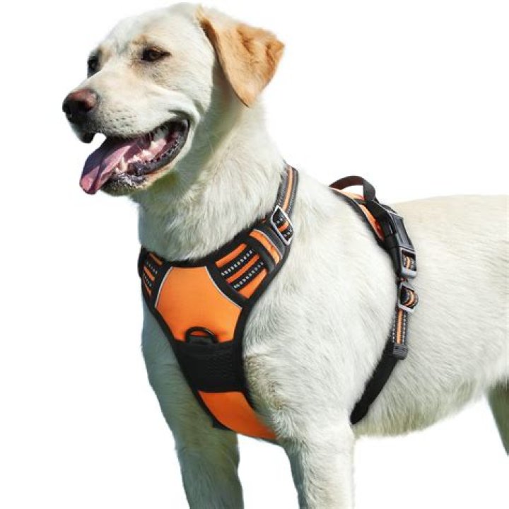 Are H harness good for dogs?