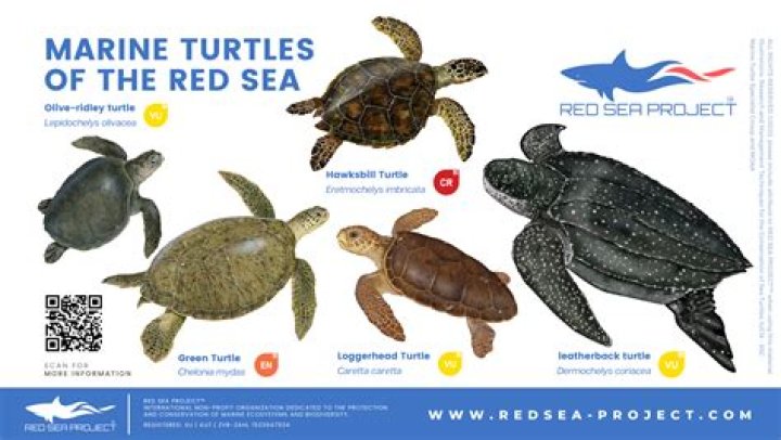 Are there red sea turtles?