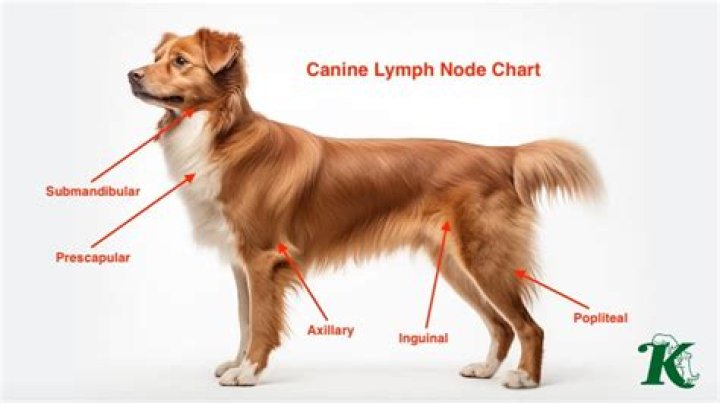 Can ear infection cause swollen lymph nodes in dogs?