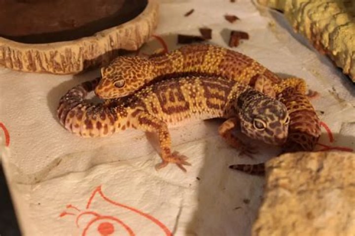 Can fat tailed geckos live with leopard geckos?