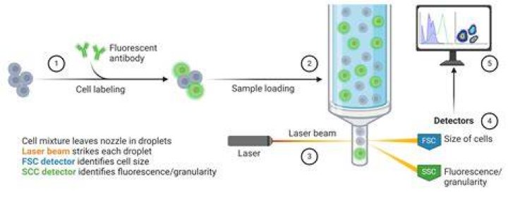 Can flow cytometry detect antibodies?