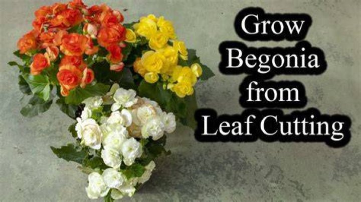 Can I grow begonias from a cutting?