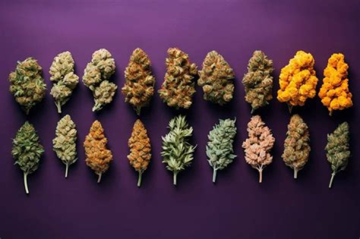 Can you get weed in Naples?