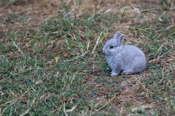 Can you have a pygmy rabbit as a pet?
