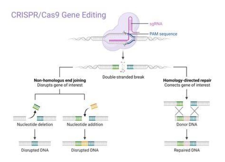 Does CRISPR-Cas9 introduce mutations?