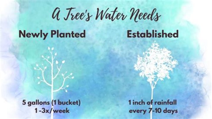 How big should a bucket hole be to water a tree?