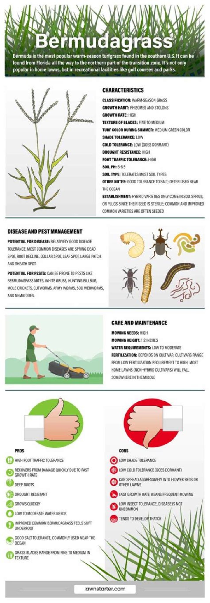 How do I identify Bermuda grass?