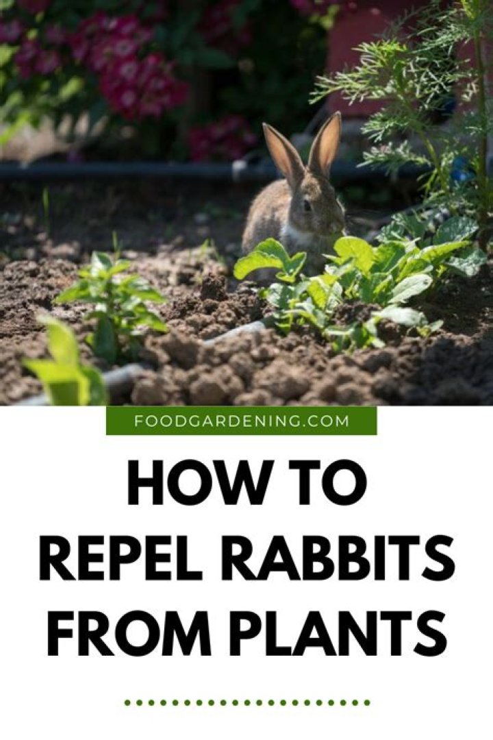 How do I keep rabbits from eating landscaping?