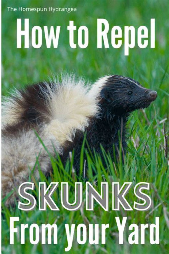 How do I rid my yard of skunks?