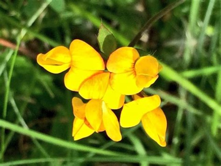 How do you identify birds foot trefoil?
