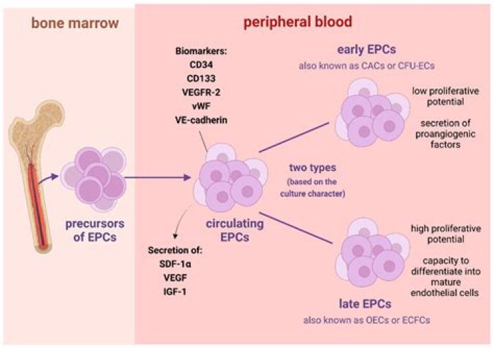 How do you increase endothelial progenitor cells?