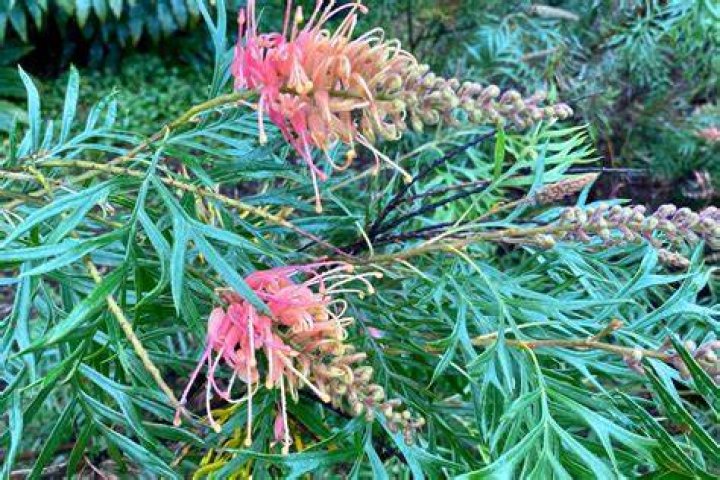 How do you propagate Robyn Gordon Grevillea?