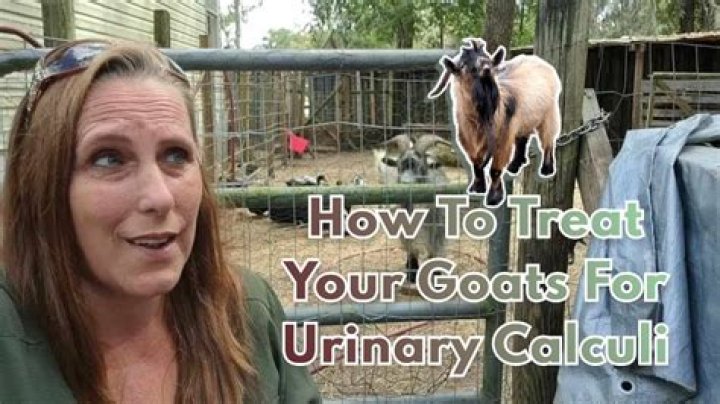 How do you treat bladder stones in goats?