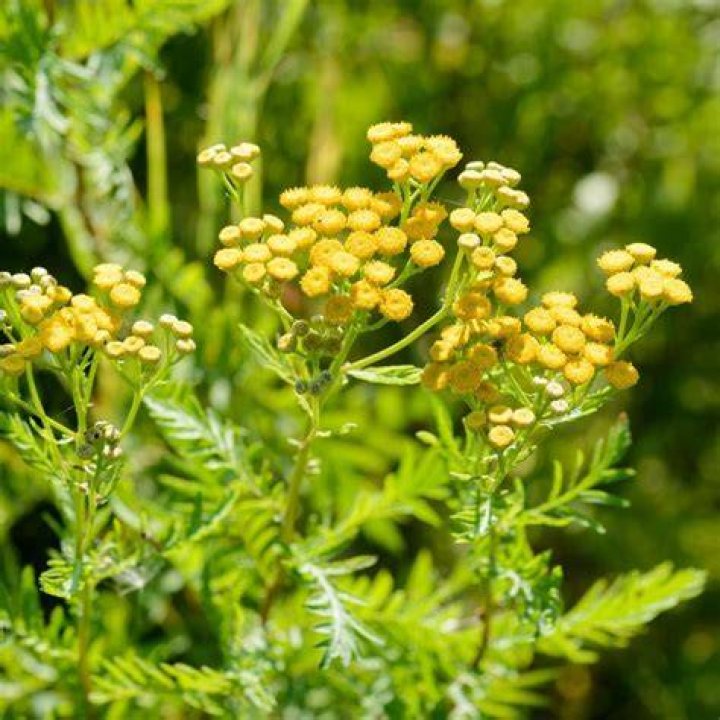 How do you use herb tansy?