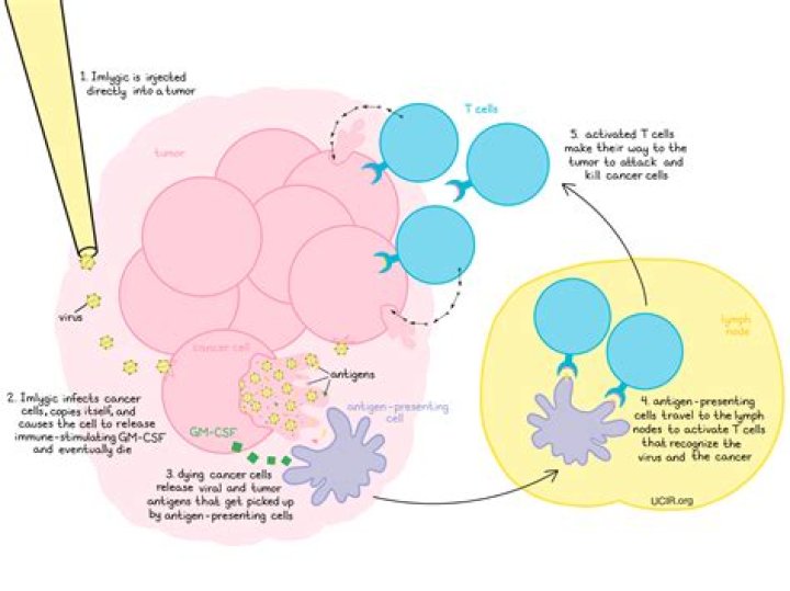 How does Talimogene Laherparepvec work?