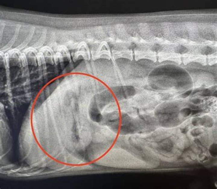 How long after eating chicken bones would a dog get sick?