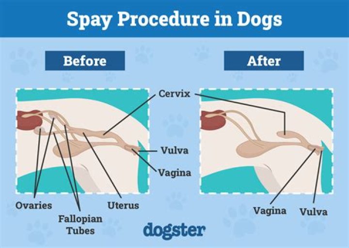 How long does a dog stay at the vet after being spayed UK?