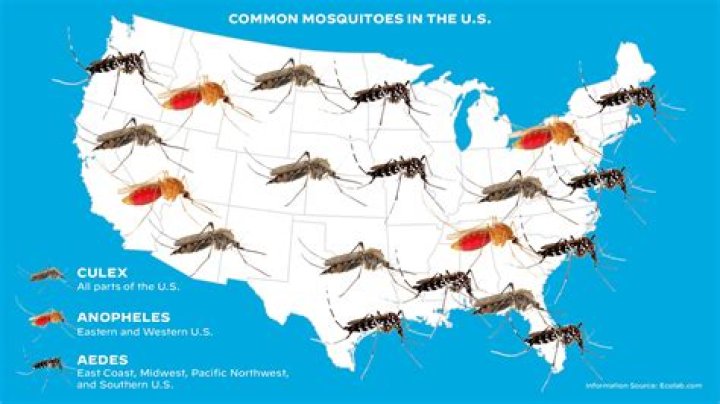 How many mosquito species are in North America?