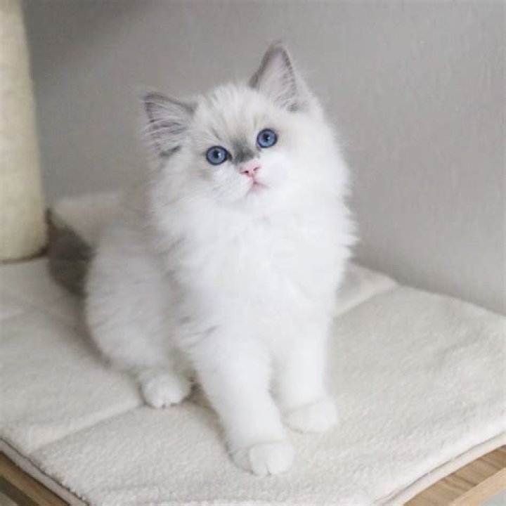 How much do rag doll cats go for?