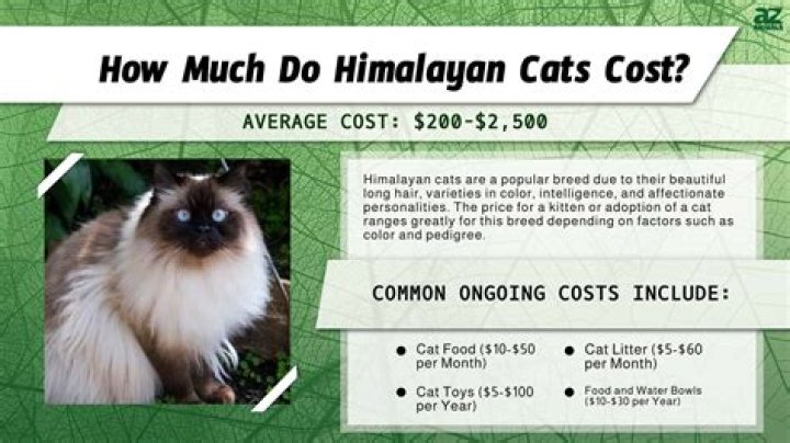 How much does a flame point Himalayan cat cost?