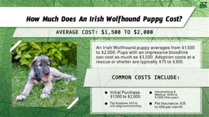 How much does an Irish wolfhound puppy cost?