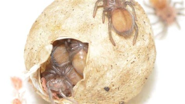 How venomous is a sac spider?