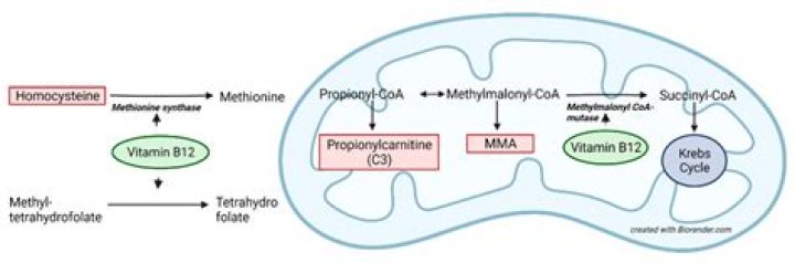 Is MMA elevated in folate deficiency?