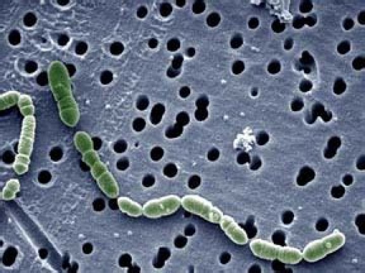 Is oenococcus OENI harmful?
