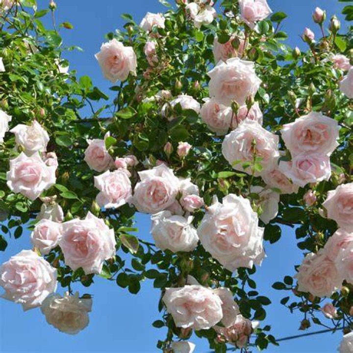 Is the new dawn rose a climbing rose?