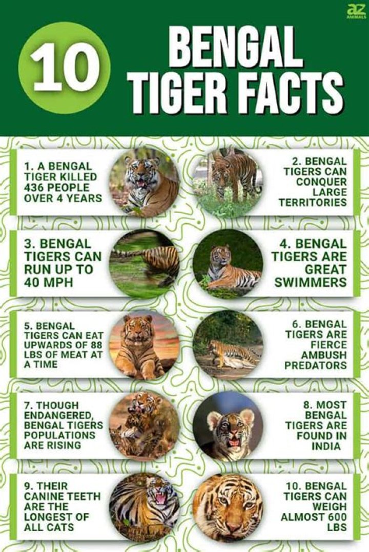 What are 5 interesting facts about tigers?