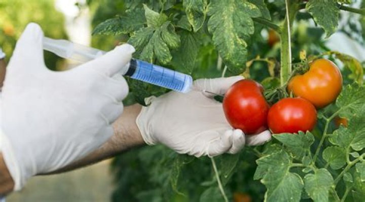 What are some bad things about GMO?