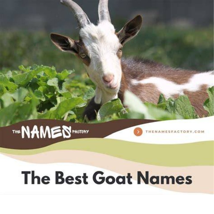 What are some cool names for goats?