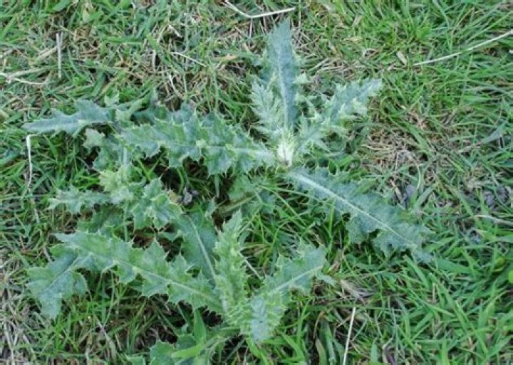 What are the pokey weeds in grass?