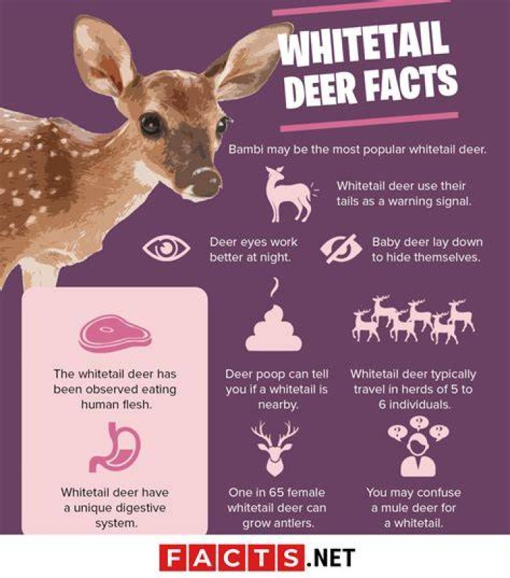 What are three interesting facts about white-tailed deer?