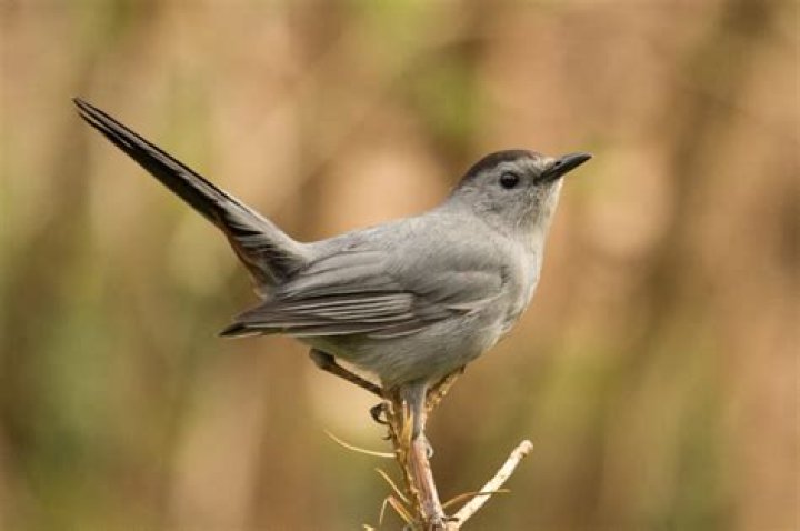 What birds are in my backyard Massachusetts?