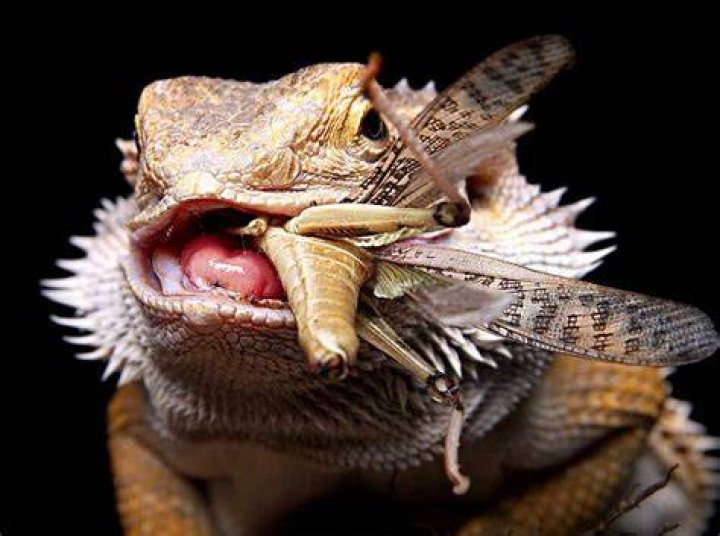 What do blue crested lizards eat?