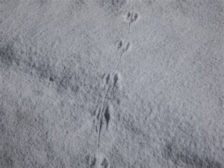 What do Martin tracks look like?