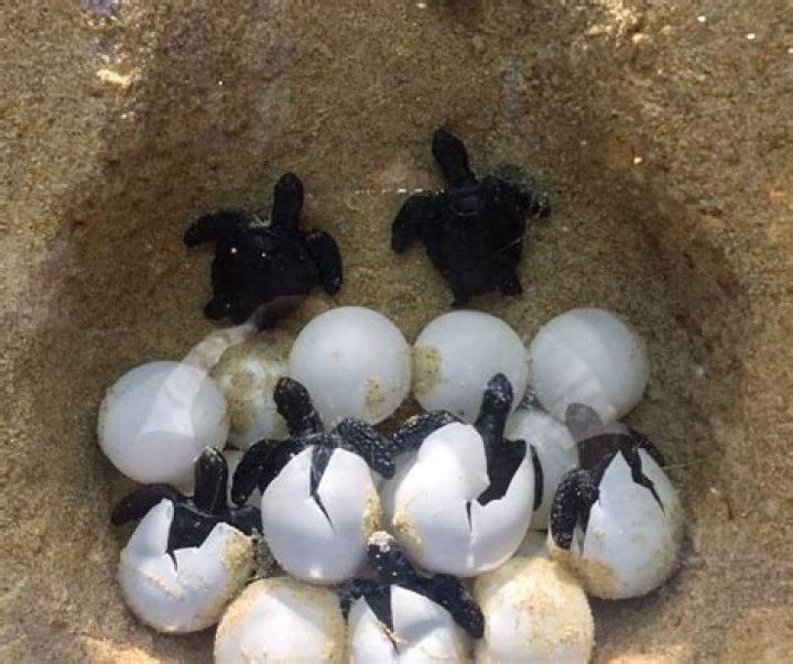 What do you do if you find a baby sea turtle on the beach?