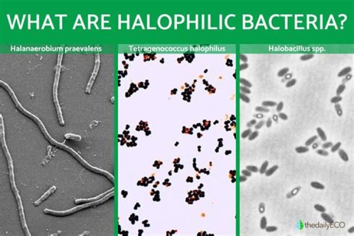 What environment does Halophiles live in?