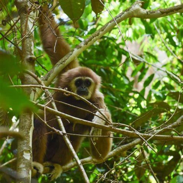 What habitat do apes live in?