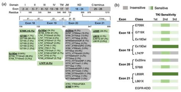 What happens if the EGFR allele is mutated?