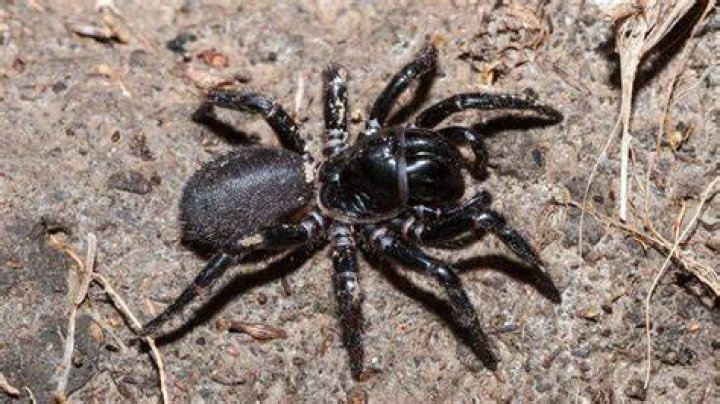 What happens if you get bitten by a mouse spider?
