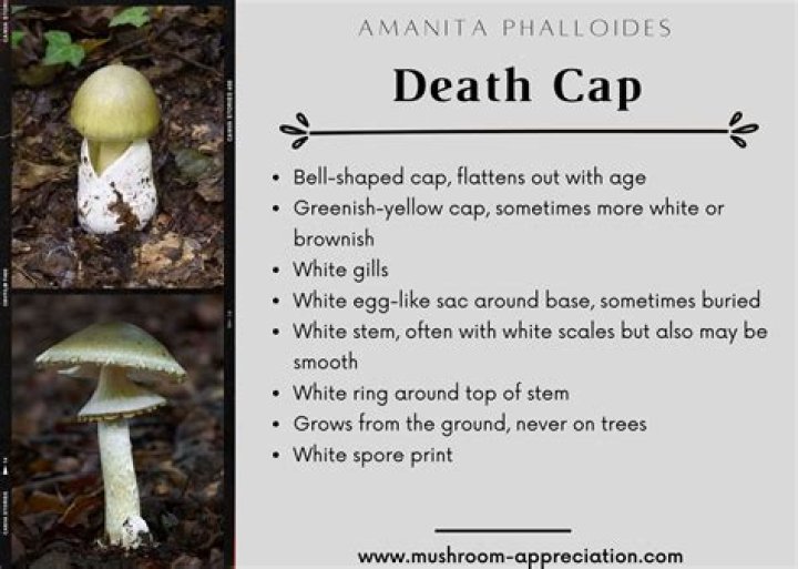 What happens if you touch a death cap mushroom?
