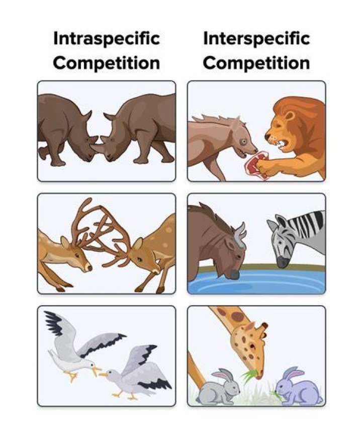 What is an example of competition between animals?