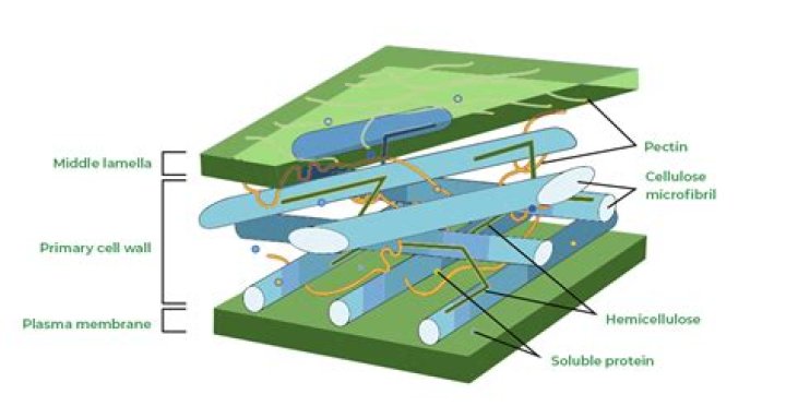 What is cell wall integrity?