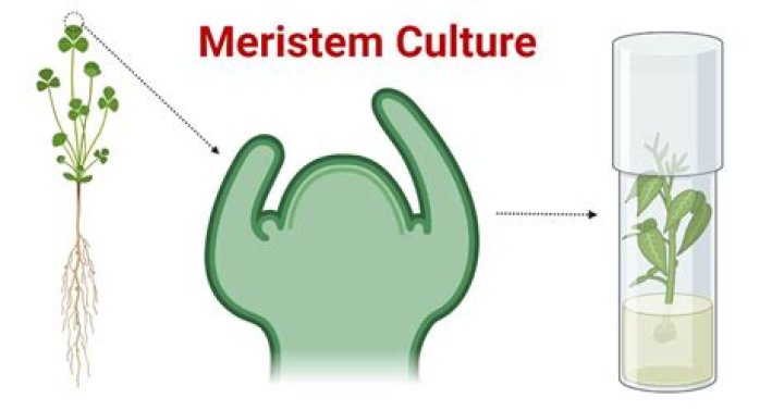 What is meristem culture and its advantages?