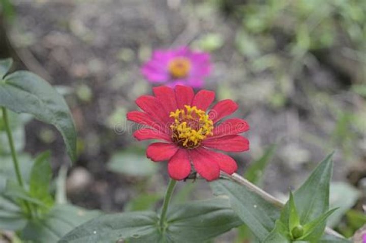 What is peruviana peruviana?