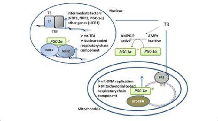 What is T3 protocol?