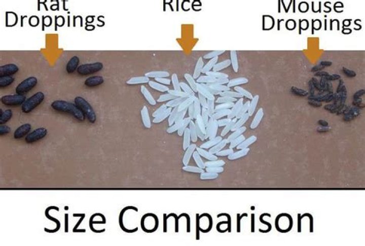 What is the acceptable amount of rat feces in food?